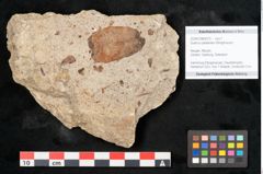 Foto (Objekt + Etikett) von Quercus palaeoilex Ettingshausen (NHMW-GEO-2024-0188-6370)